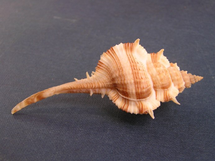 Морская улитка Мурекс