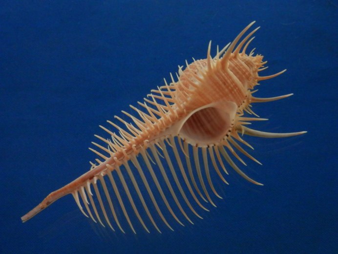 Ракушка purpura persica