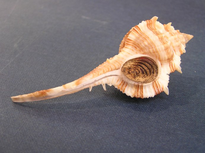 Nucella heyseana