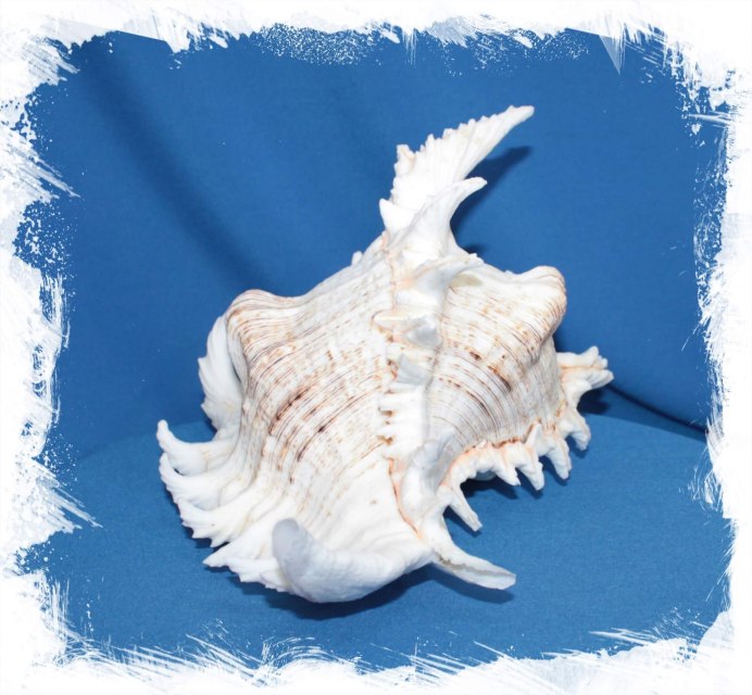 Babelomurex