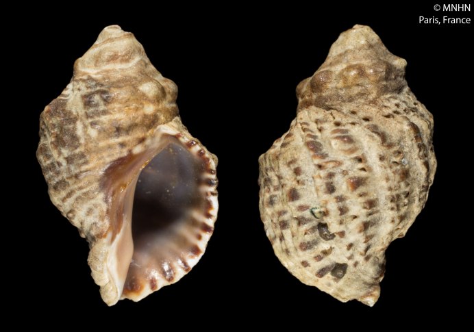 Hexaplex Египетский