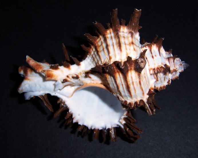 Murex Brandaris