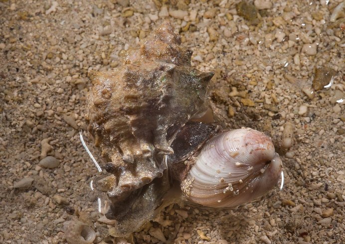 Muricidae фото