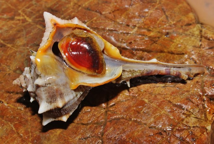 Pink Murex Regius Sea Shell
