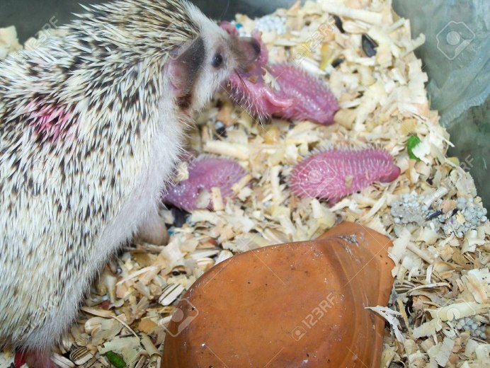 The Porcupine