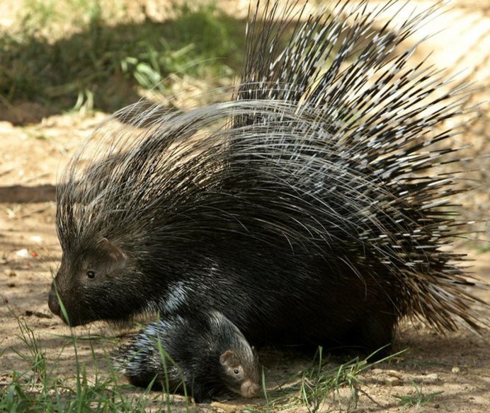 Дикобраз hystrix cristata