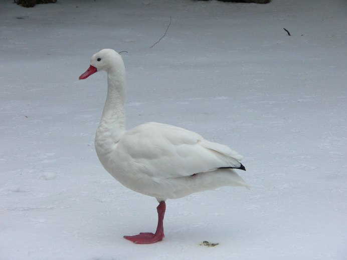 Коскороба Coscoroba Coscoroba