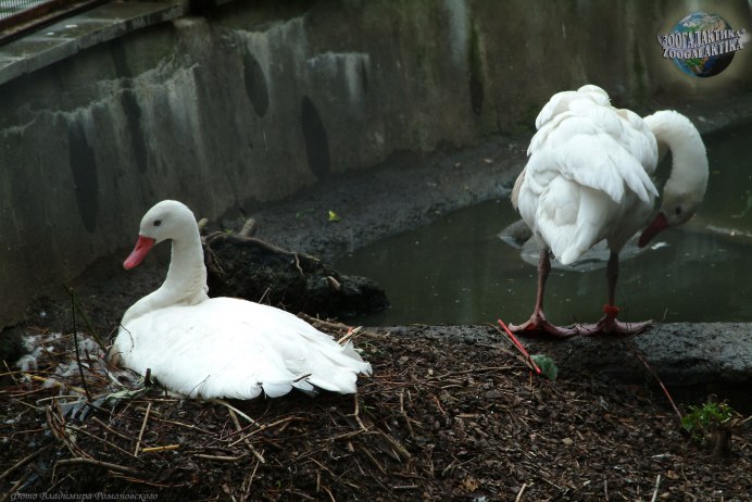 Llanelli Wetland Centre