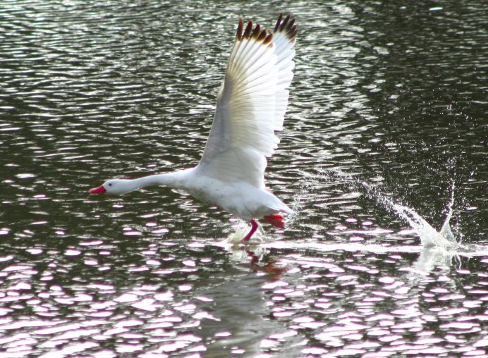 Cygnus melancoryphus