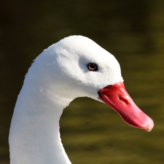 Ala cinerea