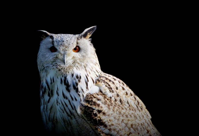 1590x400 Филин