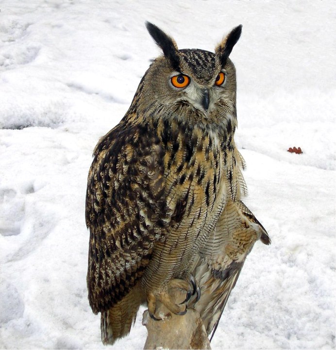 Филин Bubo Bubo