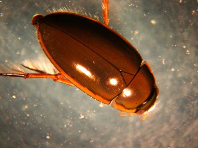 Жук-плавунец окаймленный