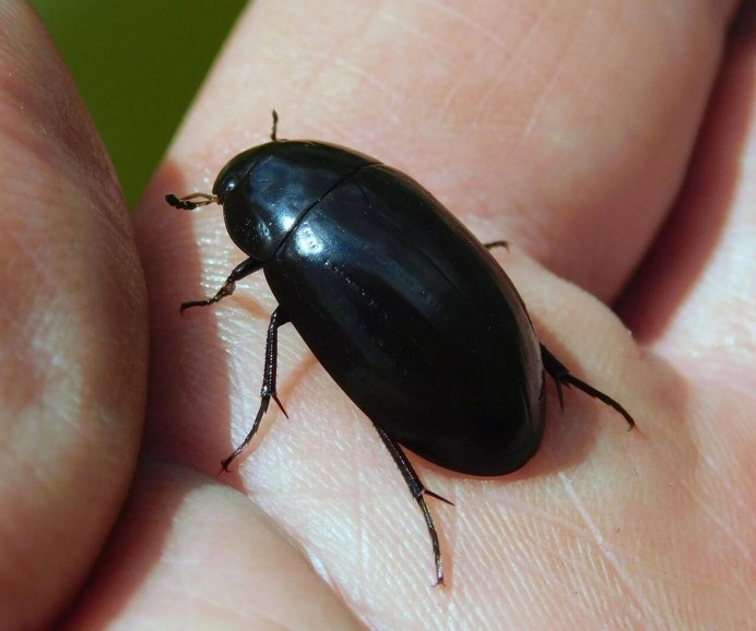 Большой Жук плавунец