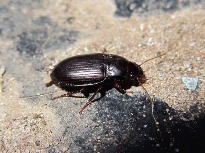 Жук черный хрущак