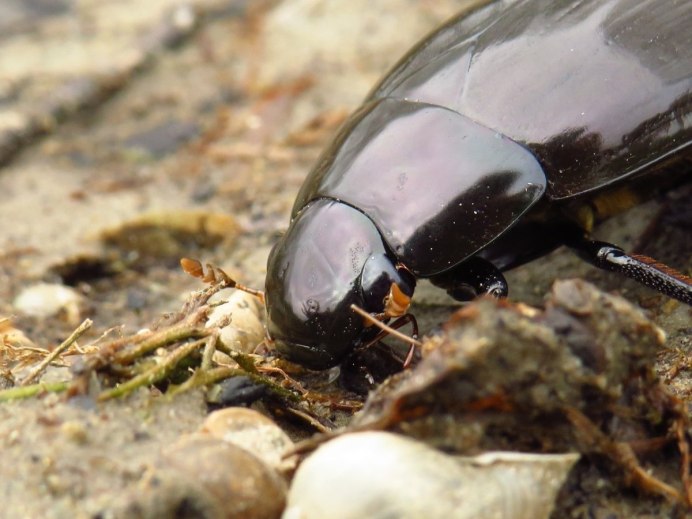 Жук черный хрущак