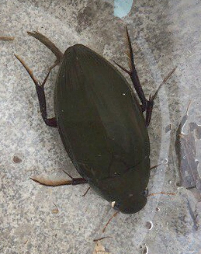 Личинка жука водолюба