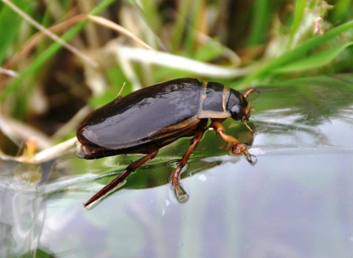 Hydrochara caraboides