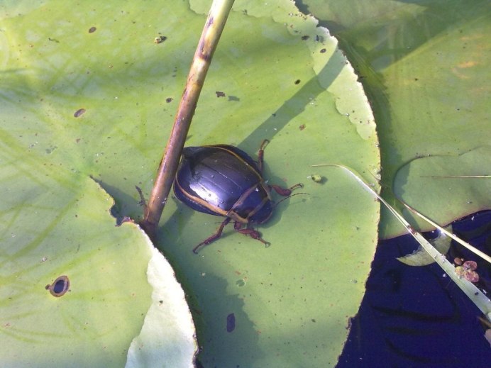 Жук водолюб (Hydrophilidae SP.)
