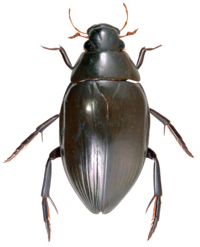 Жук черный водолюб