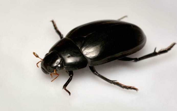 Водолюб-Жук Жук чёрный