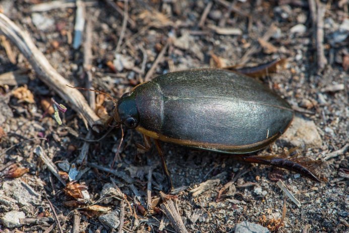 Жук плавунец