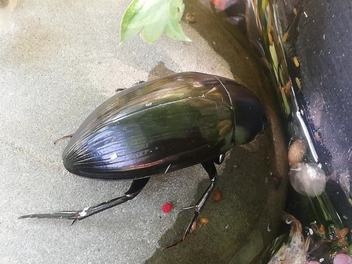 Жук большой черный водолюб