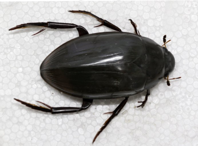 Жук-плавунец окаймленный