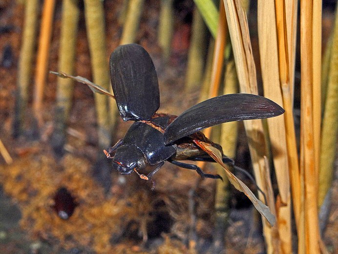 Личинка жука водолюба