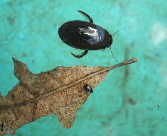 Водолюб навозный