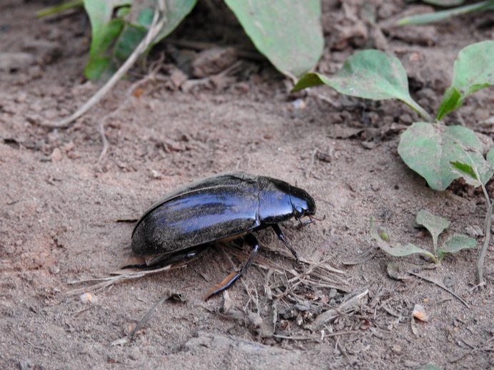 Черный водяной Жук