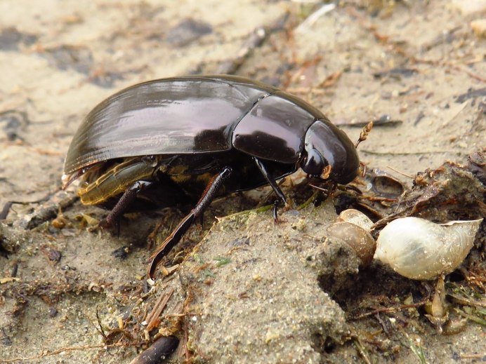 Водолюб большой черный – Hydrophilus piceus(