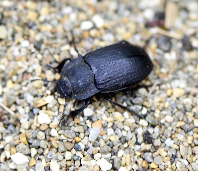 Водолюб черный