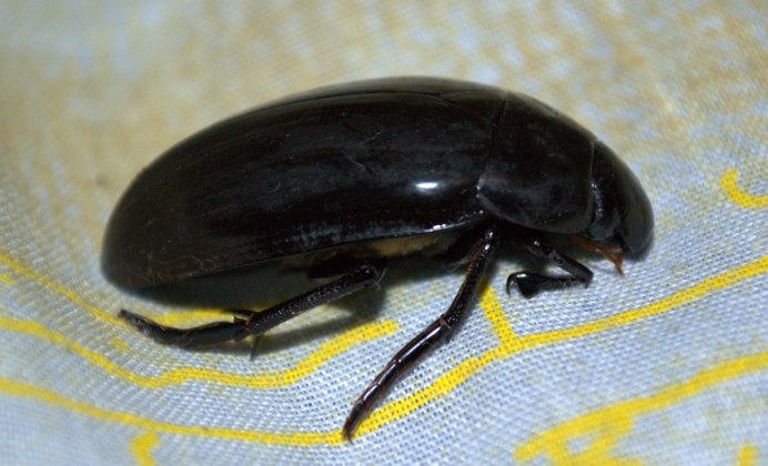 Жук малый водолюб