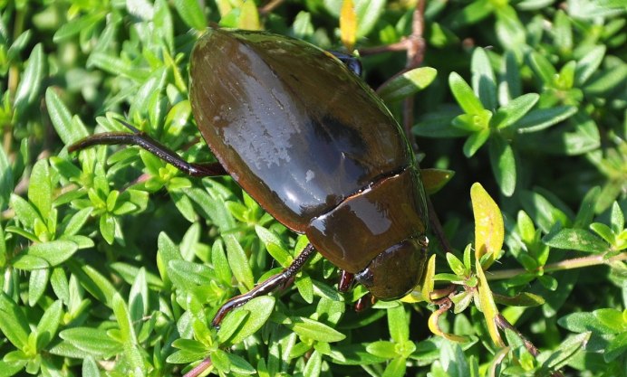 Жук плавунец