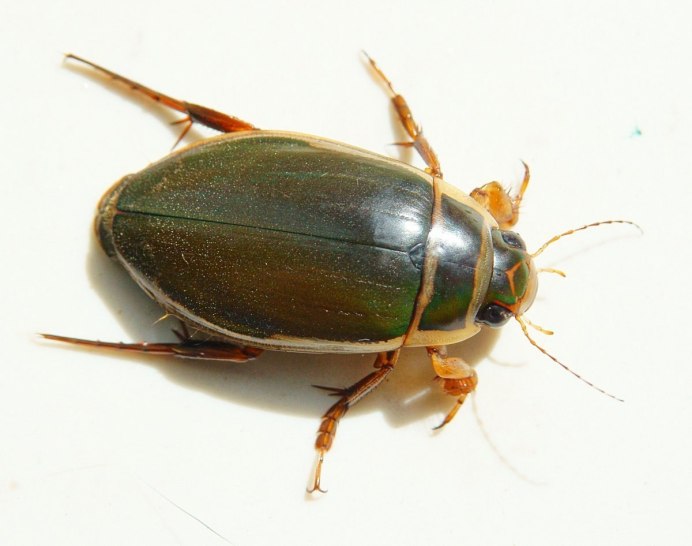 Жук водолюб
