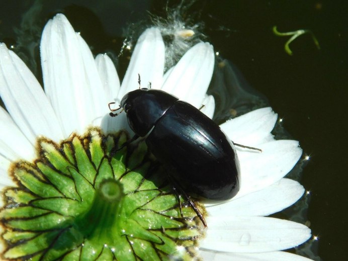 Жук полоскун бороздчатый