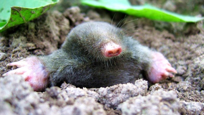 Обыкновенный слепыш (Spalax microphthalmus)