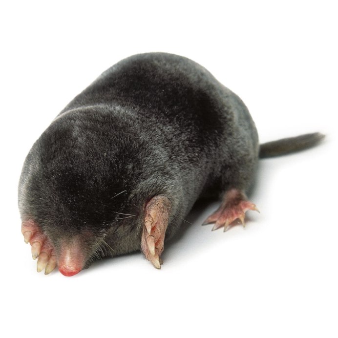 Крот Mole