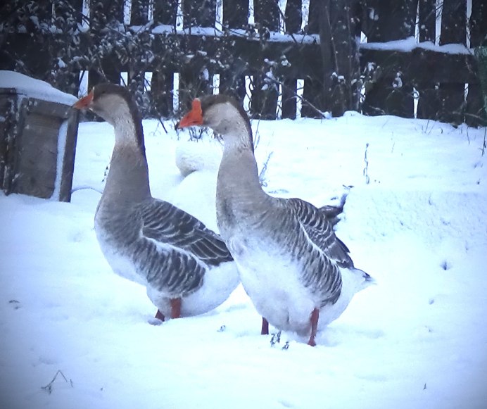 Гуси зимой