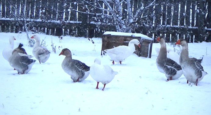Гусятник зимний