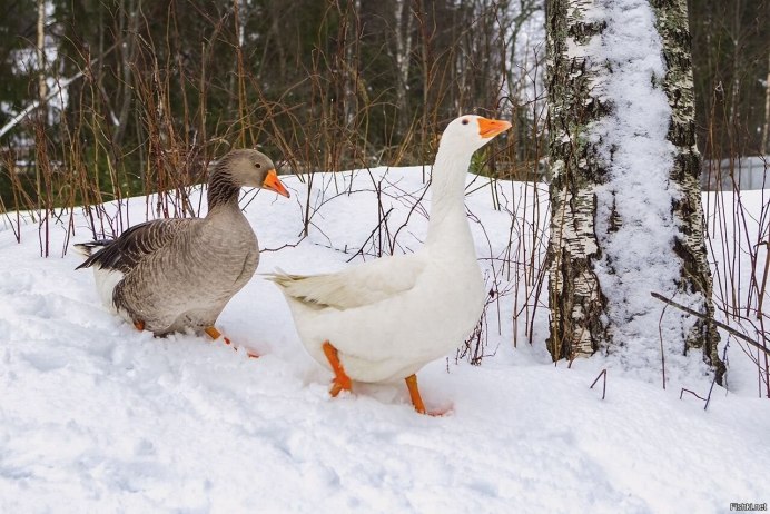 Гусь в сугробе