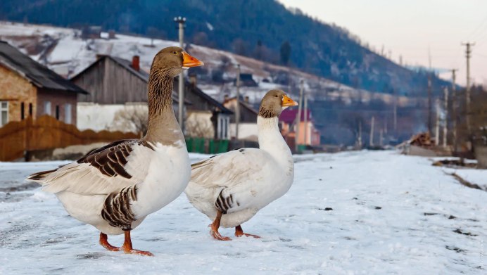 Гуси в горах