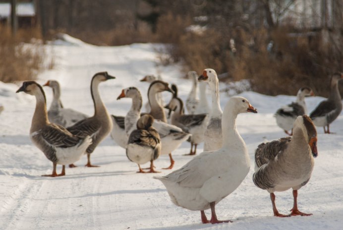 Сельский Гусь