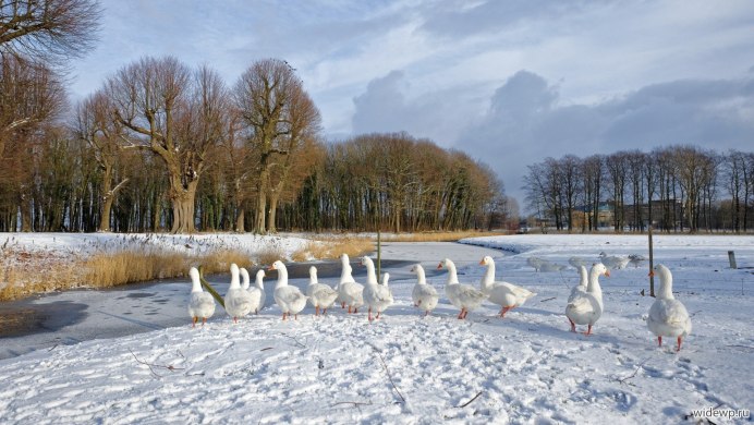 Гуси на снегу