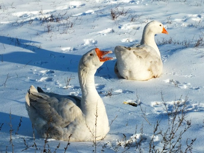 Снежный Гусь