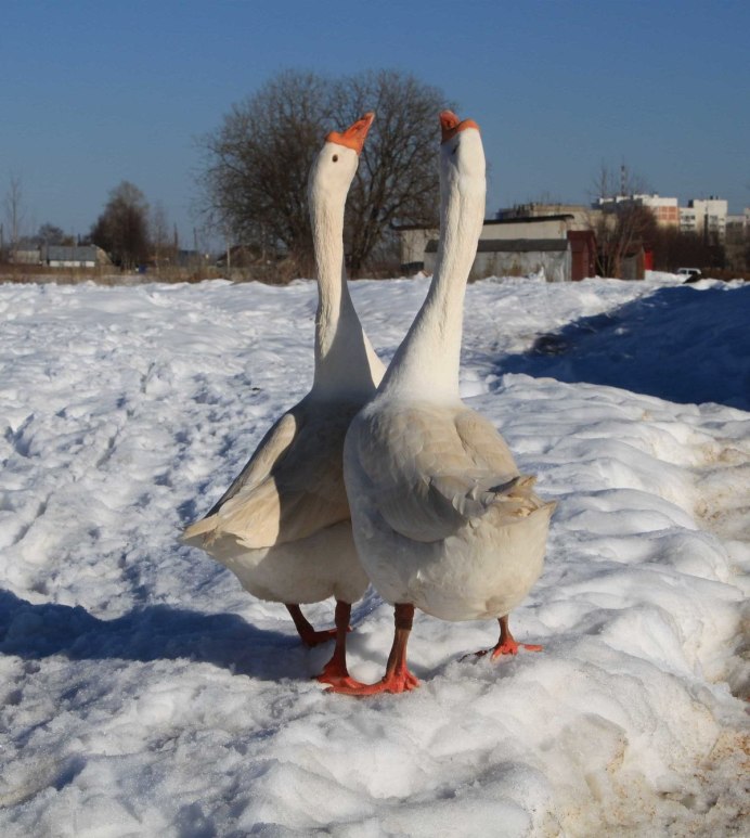 Хлебный Гусь