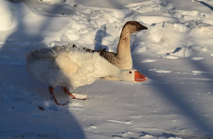 Сноу Гус (Snow Goose)