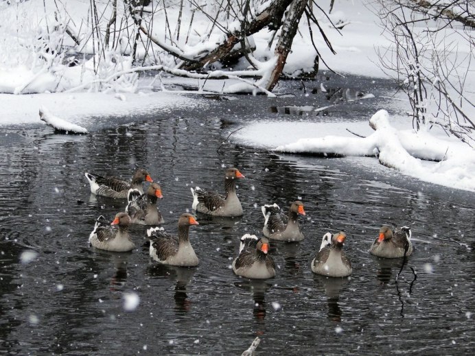 Гуси зимой