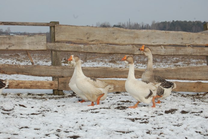 Гусь деревенский зимой